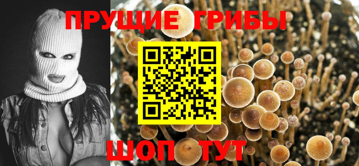 Псилоцибиновые грибы Psilocybe  Вход с VPN  Челябинск 